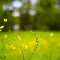 bloemen grasveld heide camp resort